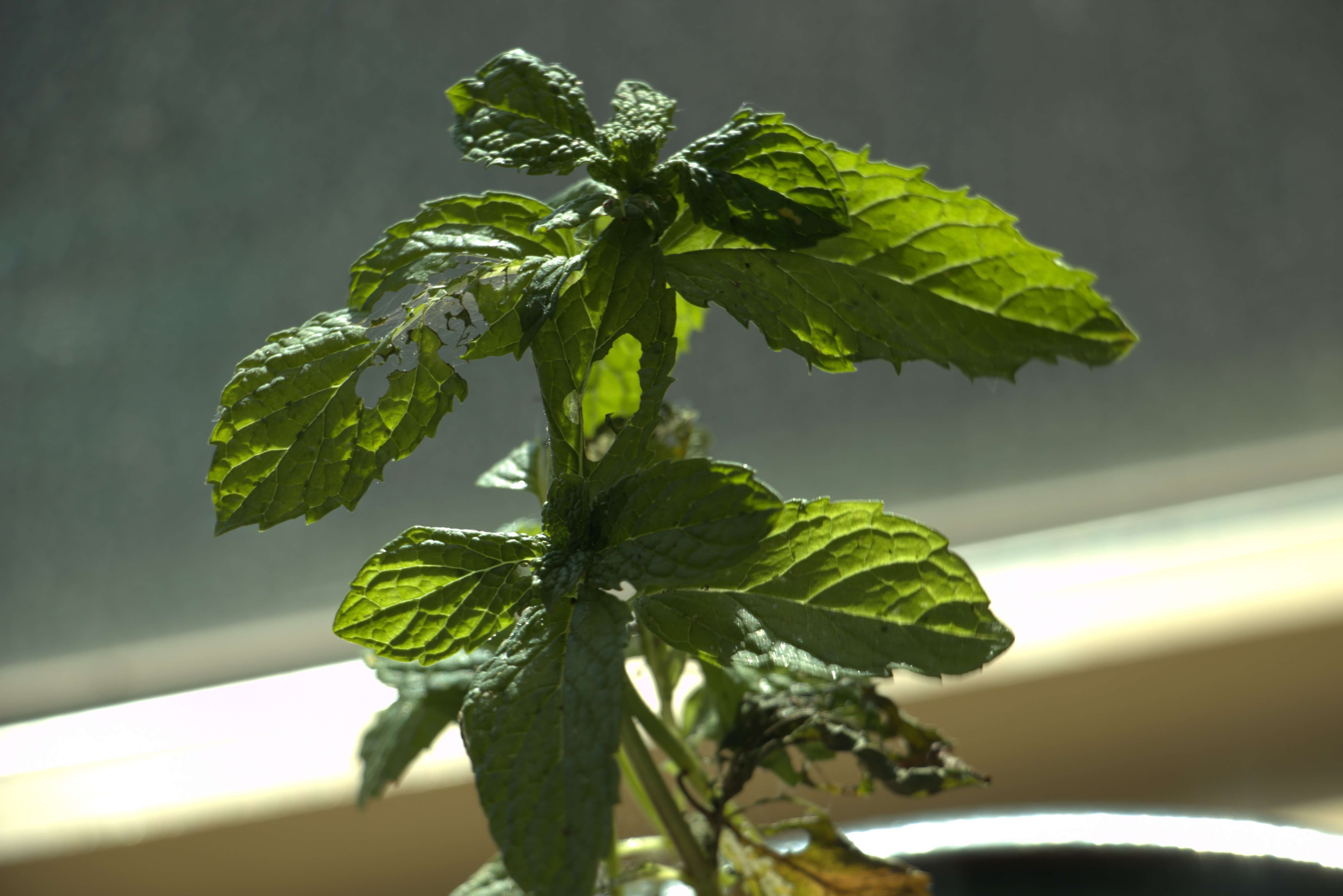 A plant in shallow focus with a window behind it
